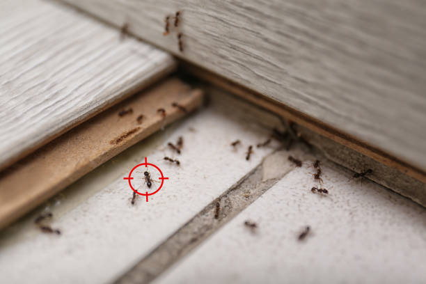Best Local Pest Control Services  in Spring Lake, NC